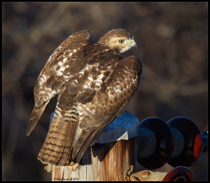 _5SB8721 red-tailed hawk Immature.jpg